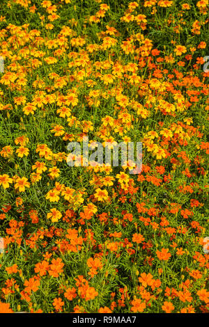 Bild des französischen Tagetes (Tagetes Patula) im Sommer Garten Stockfoto