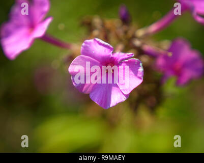 Blumen Sommer makro Petunien auf einem Gras Hintergrund, Russland Stockfoto