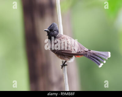 Red-vented bulbul. Sinharaja, Sri Lanka Stockfoto