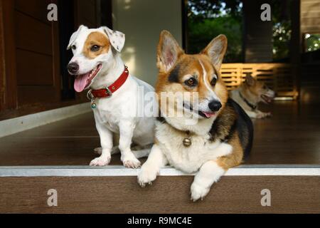 Corgi und Jack Russel Hunde zu Hause entspannen Stockfoto