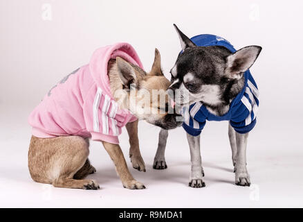 Paar Chihuahuas, in Kleidung Stockfoto