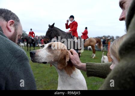 New Forest Jagdhunde Boxing Day Jagd bei der Bolton Bank in Lyndhurst, Hampshire, Großbritannien Stockfoto