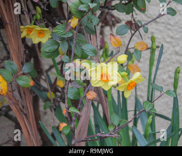 Castlehaven, West Cork, Irland, 26. Dezember 2018. Die Narzissen sind bereits in Blume in die vorgärten von Castlehaven Dorf, so der Frühling angebrochen haben muss! Credit: aphperspective/Alamy leben Nachrichten Stockfoto