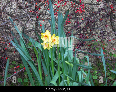 Castlehaven, West Cork, Irland, 26. Dezember 2018. Die Narzissen sind bereits in Blume in die vorgärten von Castlehaven Dorf, so der Frühling angebrochen haben muss! Credit: aphperspective/Alamy leben Nachrichten Stockfoto