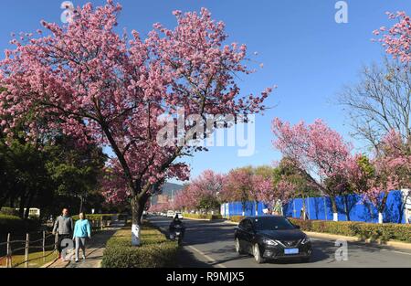 Kunming. 26 Dez, 2018. Foto auf Dez. 26, 2018 zeigt Blumen bei sonnigem Winterwetter in Kunming, die Hauptstadt der Provinz Yunnan im Südwesten Chinas blühenden genommen. Credit: Hu Chao/Xinhua/Alamy leben Nachrichten Stockfoto