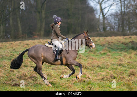 Galoppierendes Pferd in Chorley, Lancashire, Großbritannien. Dezember 2018. Boxtag Hunt in Rivington. Pferde und Hunde kehrten nach Rivington für Holcombe Hunt traditionellen Boxing Day Meet. Hunderte von Zuschauern versammelten sich, um den Ausritt zu unterstützen, als sie nach dem Klang des Horns zu einer dreistündigen Fahrt aufmachten. Die Jagd auf lebenden Steinbruch mit Hunden wurde im Jahr 2004 verboten, nachdem der Sprecher des Unterhauses das Parlamentsgesetz zur Durchzwung der Gesetzgebung in Anspruch genommen hatte. Die Holcombe Hunt Holds trifft sich in ganz Lancashire, aber ihr Boxing Day Gathering findet traditionell in Rivington statt. Stockfoto