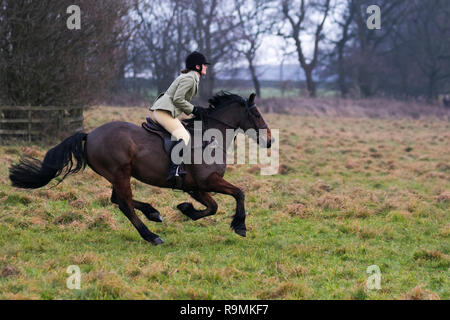 Chorley, Lancashire, UK. 26. Dez. 2018. Boxing Day Jagd bei Rivington. Pferde und Hunde zurück zu Rivington für traditionelle Holcombe Hunt's Boxing Day treffen. Hunderte von Zuschauern versammelt ist, um die Fahrt zu unterstützen, da sie für eine 3-stündige Fahrt nach der Klang des Horns. Die Jagd mit Hunden leben Steinbruch wurde 2004 verboten, nachdem der Sprecher des Unterhauses des Parlaments Handeln aufgerufen, die Gesetzgebung durch zu zwingen. Die holcombe Jagd hält trifft in der gesamten, Lancashire, aber ihre Boxing Day sammeln ist traditionell Rivington statt. Credit: MediaWorldImages/Alamy Live Ne Stockfoto