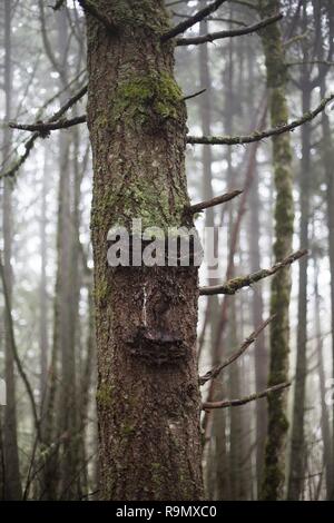 Ein Baum mit, was aussieht wie ein Gesicht, in Eugene, Oregon, USA. Stockfoto