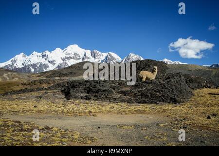 Lamas (Alpaka) in die Anden, wundervolle Aussicht auf spektakuläre Berge, Cordillera, Peru, Alpakas in natürlichen Platz, in den peruanischen Anden, magnific Stockfoto