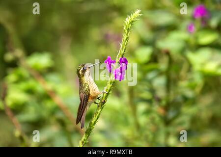 Gesprenkelte Kolibri, Adelomyia melanogenys sitzen auf Blume, Vogel aus tropischen Wald, Manu Nationalpark, Peru, Hummingbird hocken auf Blume, en Stockfoto