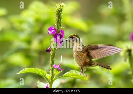 Gesprenkelte Kolibri, Adelomyia melanogenys Neben violette Blume schwebend, Vogel aus tropischen Wald, Manu Nationalpark, Peru, Hummingbird hocken Stockfoto