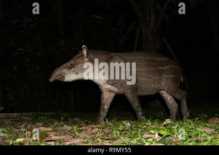 South American Tapir (Tapirus terrestris) im natürlichen Lebensraum während der Nacht, niedlichen Baby Tier mit Streifen, Portrait von seltenen Tierarten aus Peru, Amazonien, Stockfoto
