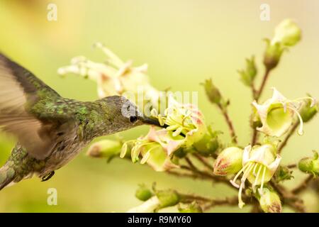 Grün-weißen Kolibri - Amazilia viridicauda, schwebend neben Blume, Vogel aus Peru, schöne Hummingbird saugen Nektar von Blüten, wildli Stockfoto