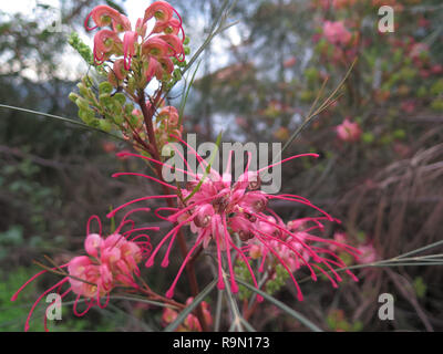 Rosa / Rot Blume der Grevillea "Eleganz", eine australische einheimische Pflanze Stockfoto