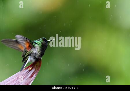 Schwarz - Kolibri bauchige, Eupherusa nigriventris aus Costa Rica, Watterfalls Garten La Paz, Kolibri, Kolibri im Regen Regen genießen, zeigen Stockfoto