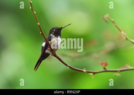 Magenta-throated Woodstar - Calliphlox Bryan sitzen auf Blume, Vogel aus Berg tropischer Wald, Wasserfällen, Garten, Costa Rica, Vogel auf Fl Stockfoto