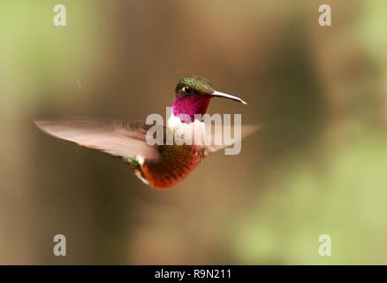 Magenta-throated Woodstar - Calliphlox bryan Fliegen, Vogel aus Berg tropischer Wald, Wasserfällen, Garten, Costa Rica, Vogel schweben, kleinen Vogel, Beau Stockfoto