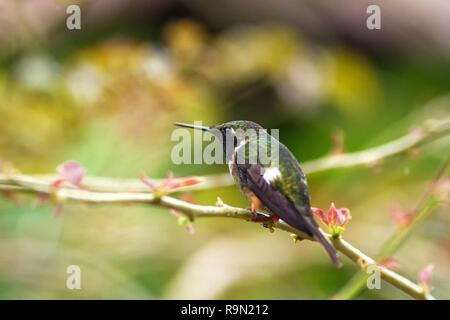 Magenta-throated Woodstar - Calliphlox Bryan sitzen auf Blume, Vogel aus Berg tropischer Wald, Wasserfällen, Garten, Costa Rica, Vogel auf Fl Stockfoto