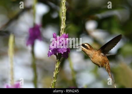 Stripe-throated Eremit - Phaethornis striigularis, neben violette Blume im Garten schweben, Vogel aus Berg tropischer Regenwald, Costa Rica, natürlichen h Stockfoto