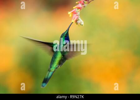 Grüne violetear thalassinus, Colibri, neben dem roten Blume im Garten schweben, Vogel aus tropischen Wald, Berge, Mexiko, natürlicher Lebensraum, schöne Stockfoto