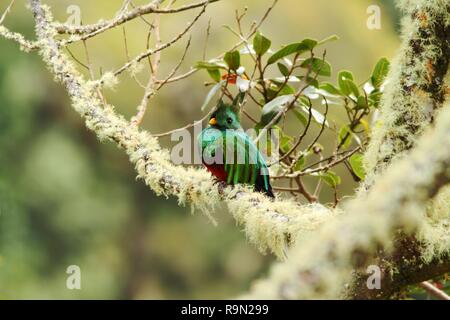 Glänzende Quetzal, Pharomachrus mocinno, Savegre in Costa Rica, mit grünen Wald im Hintergrund. Wunderschöne heilige Grün und Rot schöner Vogel Stockfoto