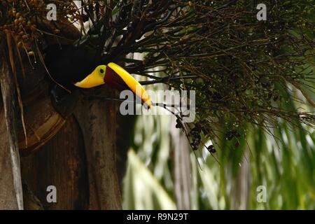 Kastanie - mandibled Toucan sitzen auf Baum mit Beeren in tropischen Bergregenwald in Costa Rica, Big toucan mit gelben und braunen langen Schnabel, viol Stockfoto