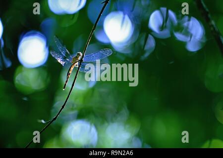 Exotische Dragonfly sitzen auf der Anlage im tropischen Regenwald in Costa Rica, exotische Abenteuer, Dragonfly Ruhestätte im Dschungel, klar grün Hintergrund Stockfoto