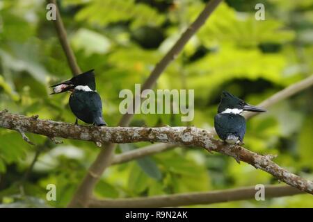 Amazon Kingfisher - Chloroceryle amazona, männlich und weiblich, sitzend auf Zweig in seiner natürlichen Umgebung am Fluss, grüne Blätter im Hintergrund, Vogel Stockfoto