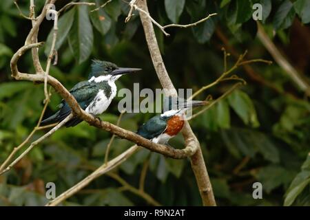 Amazon Kingfisher - Chloroceryle amazona, männlich und weiblich, sitzend auf Zweig in seiner natürlichen Umgebung am Fluss, grüne Blätter im Hintergrund, Vogel Stockfoto