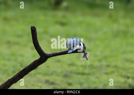 Amazon Kingfisher - chloroceryle Amazona sitzen auf Zweig mit Fisch im Schnabel, grün klar Hintergrund, Costa Rica, schöner Vogel mit verfangen, hunte Stockfoto