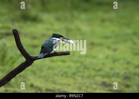 Amazon Kingfisher - chloroceryle Amazona sitzen auf Zweig mit Fisch im Schnabel, grün klar Hintergrund, Costa Rica, schöner Vogel mit verfangen, hunte Stockfoto