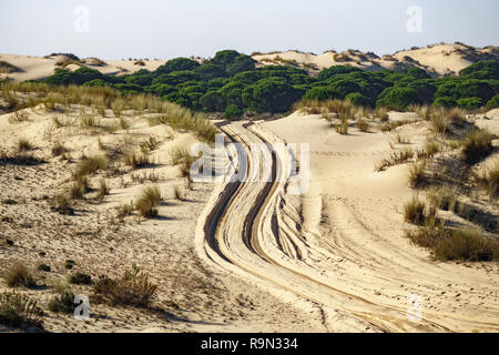 Rad Marken über den Sand der Wüste Stockfoto