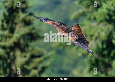 Rotmilan im Flug, Milvus milvus, rote Drachen fliegen Stockfoto