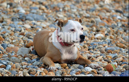 Staffordshire Bull Terrier am Strand von Eastbourne, während der Flugshow Airbourne Eastbourne, East Sussex, England, Großbritannien Stockfoto