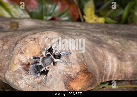 Zebra kneed tarantula Spinne in Costa Rica Stockfoto