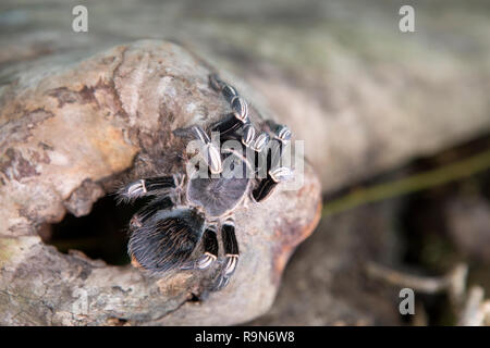 Zebra kneed tarantula Spinne in Costa Rica Stockfoto