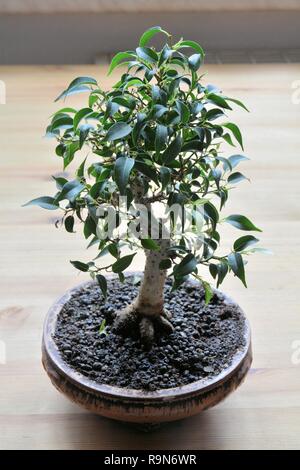 Bonsai auf dem Balkon Stockfoto