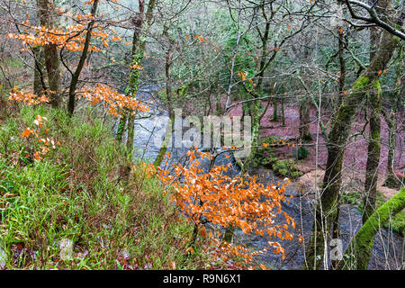 Herbst Farben bestehen in der teign Schlucht in der Nähe von Das fingle Brücke, Nationalpark Dartmoor, Devon, Großbritannien. Stockfoto