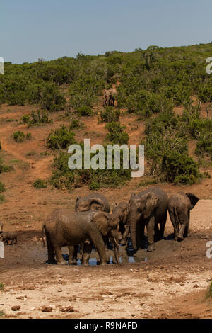 Elefanten bei Marion Baree Wasserloch, Addo Elephant National Park, Südafrika Stockfoto