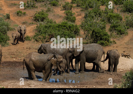 Elefanten bei Marion Baree Wasserloch, Addo Elephant National Park, Südafrika Stockfoto