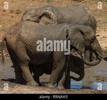 Elefanten bei Marion Baree Wasserloch, Addo Elephant National Park, Südafrika Stockfoto