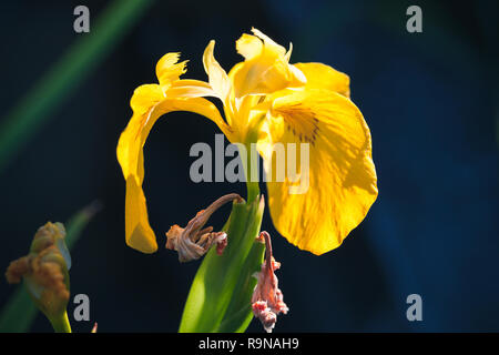 Gelbe Iris Blume über dunkle unscharfen Hintergrund, Makro Foto mit selektiven Fokus Stockfoto