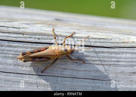 Eine Nahaufnahme Blick an einer Heuschrecke auf der Seite von einem Deck Rail mit bokeh Hintergrund. Stockfoto