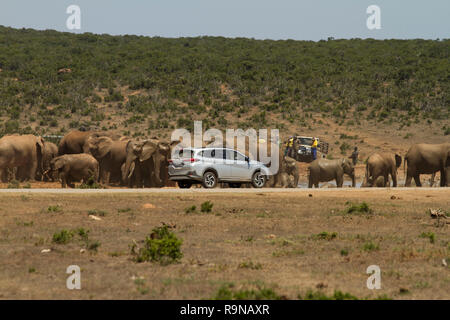 SUV-Ansätze Elefanten auf Safari im Addo Elephant National Park, Südafrika. Eine große Gruppe von Elefanten Abkühlen am Hapoor Dam. Stockfoto