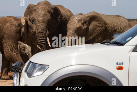 SUV-Ansätze Elefanten auf Safari im Addo Elephant National Park, Südafrika. Eine große Gruppe von Elefanten Abkühlen am Hapoor Dam. Stockfoto