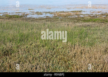 Salzwiesen auf der Insel Sylt im Frühling Stockfoto