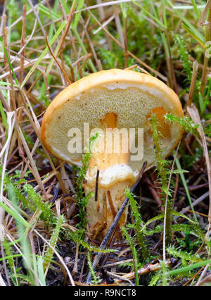 Lärche Bolete - Suillus grevillei der Unterseite der Kappe mit Poren und Ring Stockfoto