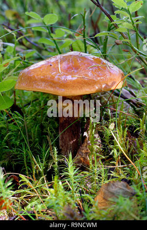 Rutschige Jack Pilz-Suillus luteus Caledonian Pinienwald Stockfoto