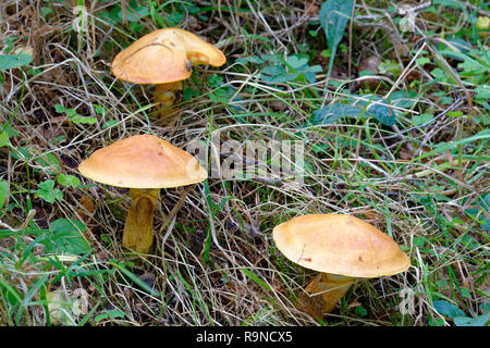 Lärche Bolete - Suillus grevillei Gemeinsame Pilz mit Lärchen Stockfoto