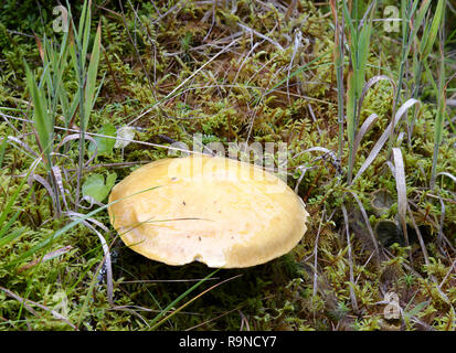 Lärche Bolete - Suillus grevillei Gemeinsame Pilz mit Lärchen Stockfoto